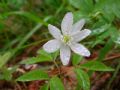 Anemonoides trifolia